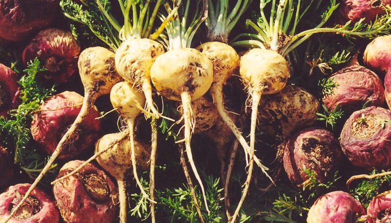 The Mystery of Maca